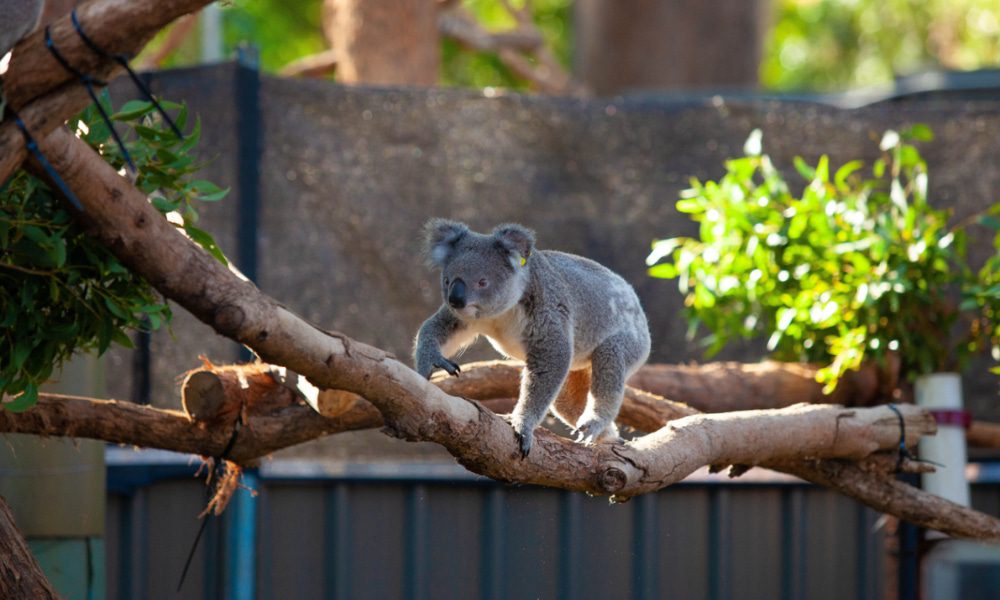 Billabong Koala Wildlife Park