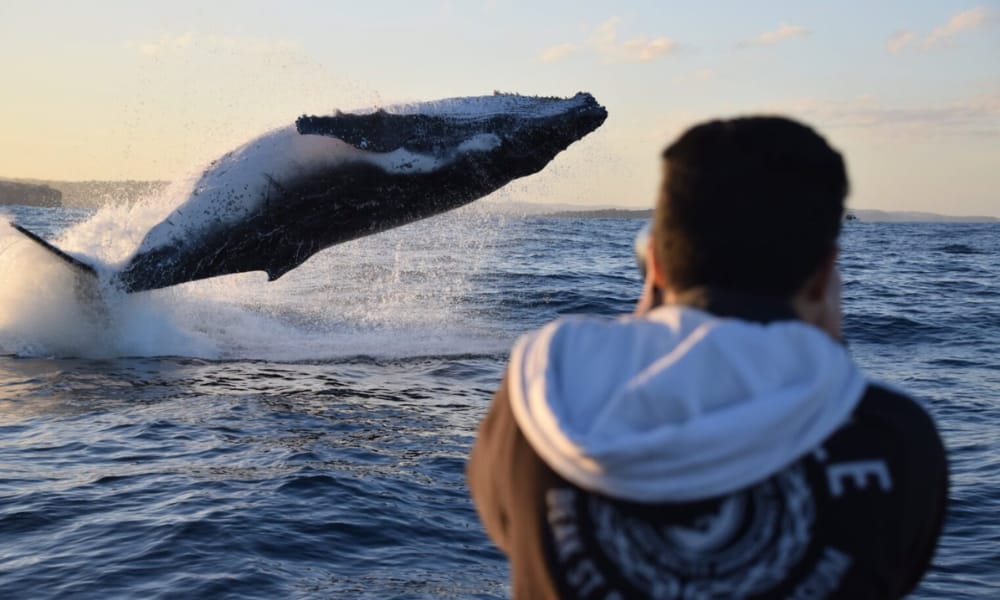 Go whale watching in season