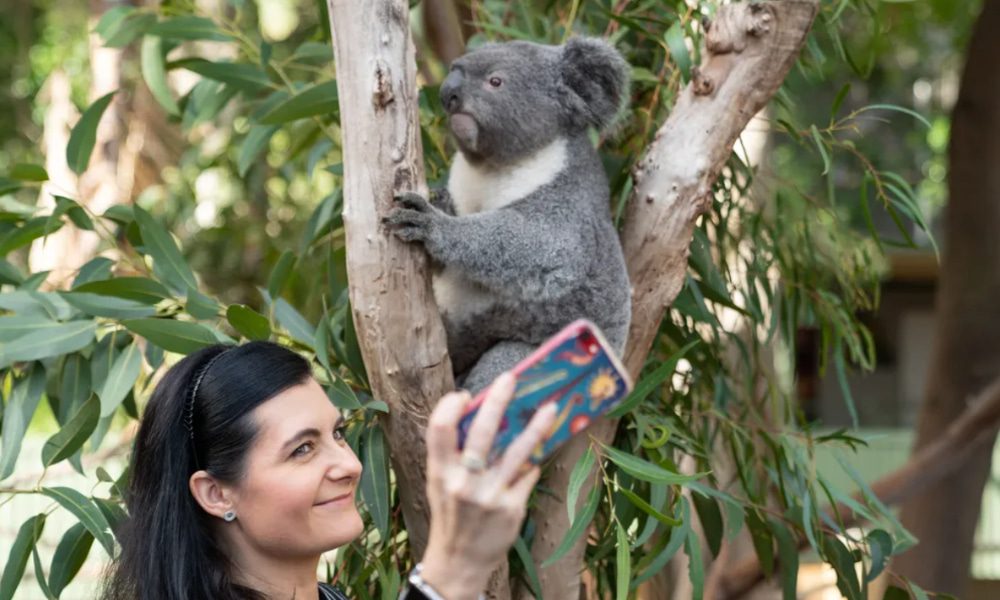 meet with Koalas at the Koala Hospital