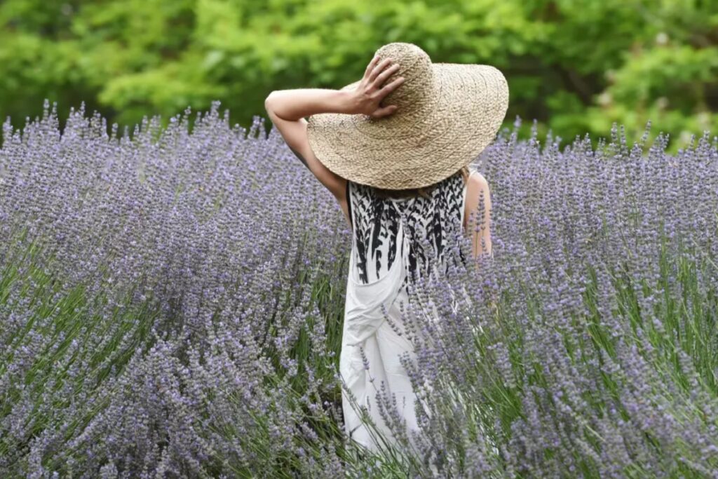 Stroll Lavandula Swiss Italian Farm