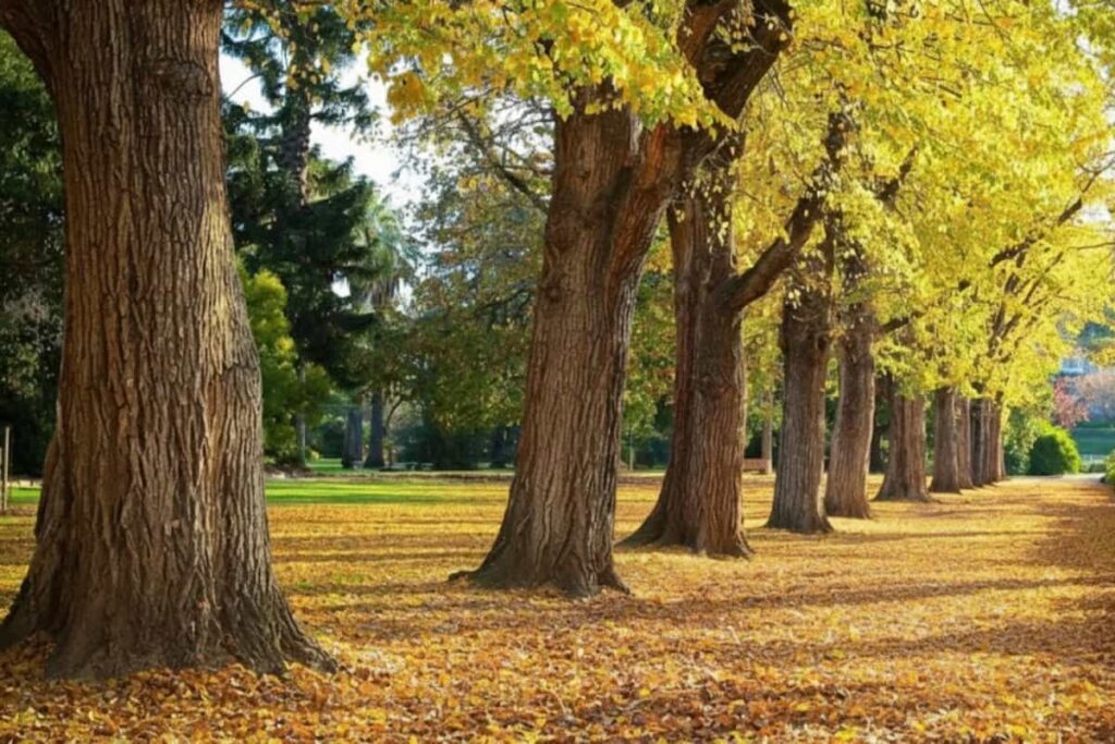 Albury Botanic Gardens