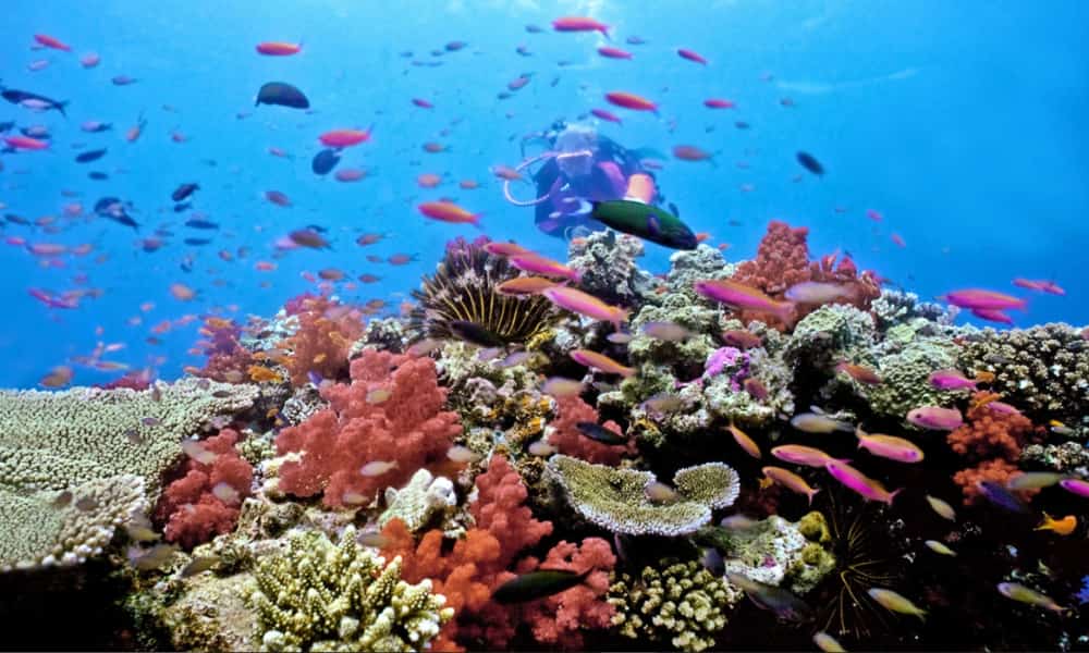 Dive at the Great Astrolabe Reef