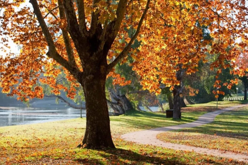 Oddies Creek Adventure Playspace