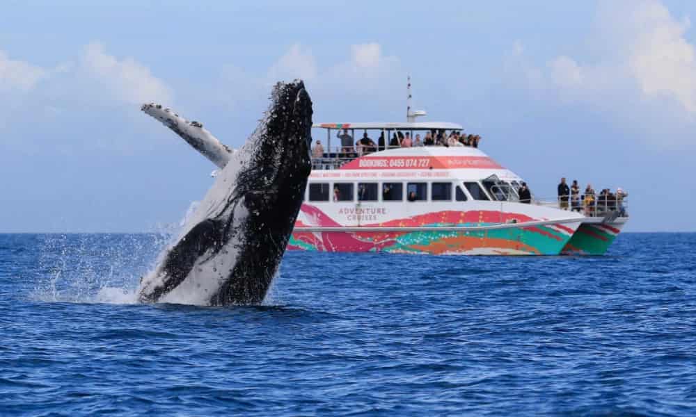Whale Watching Tour