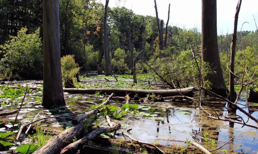 Wonga Wetlands albury