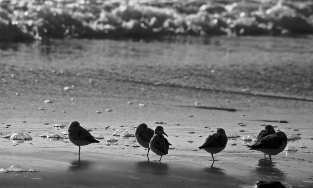 Bird Watching by the Shore