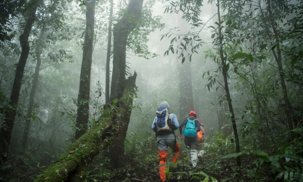 Discover Forest Adventures Southwest