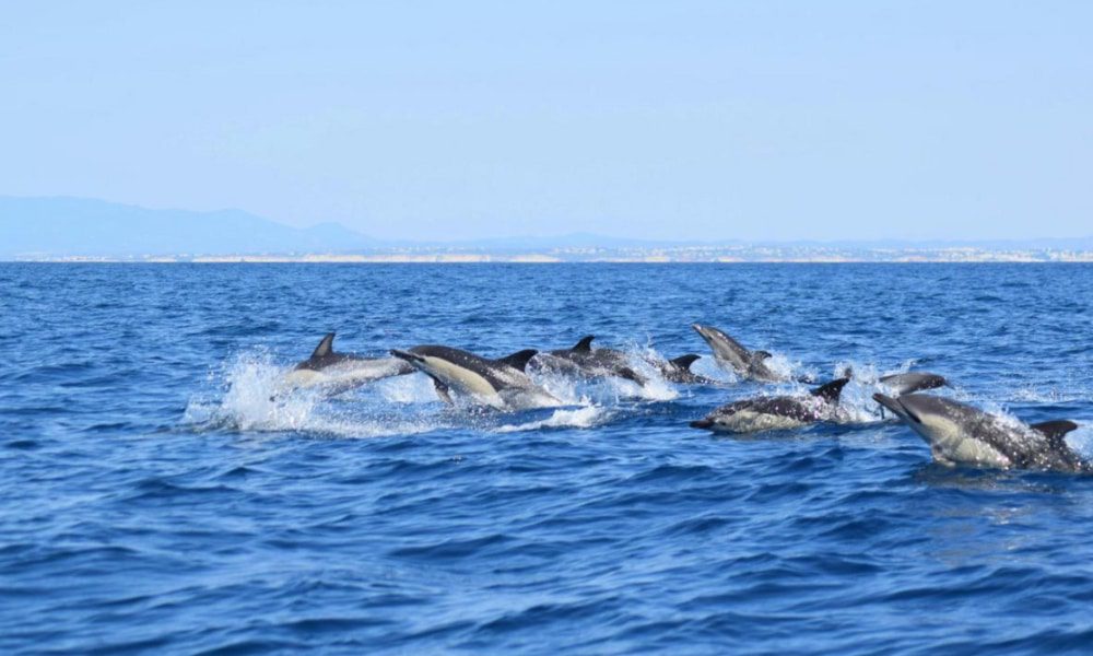 Dolphins and Whales Along the Coast