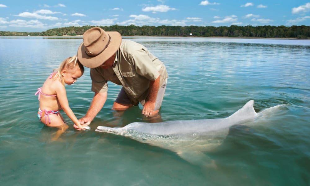 Dolphins at Tin Can Bay