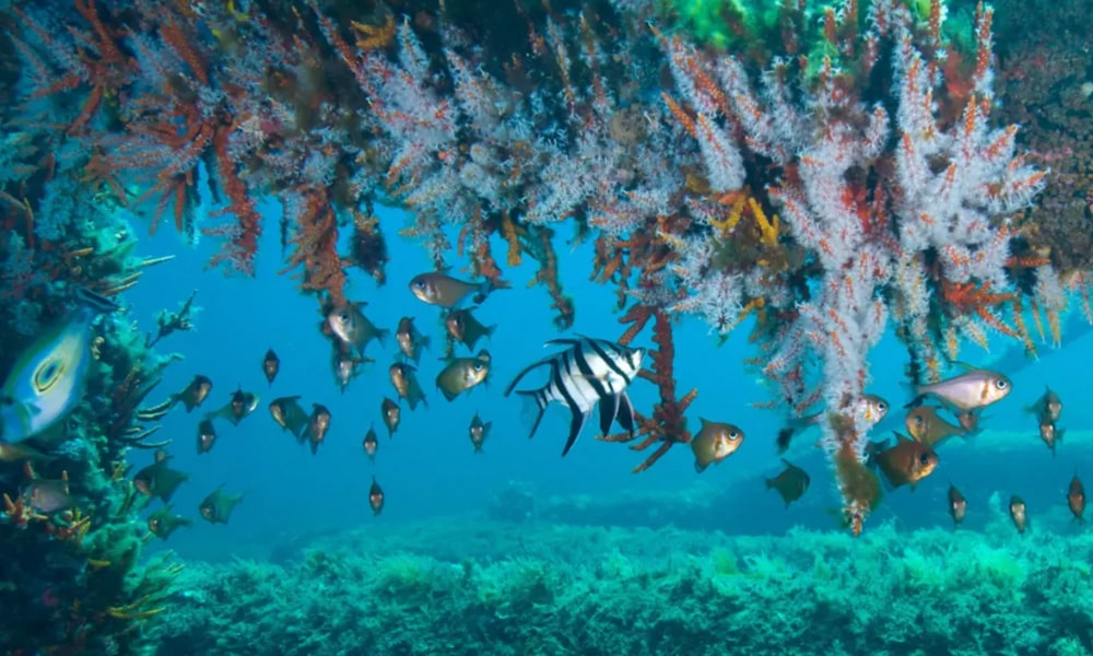 Underwater Observatory Busselton