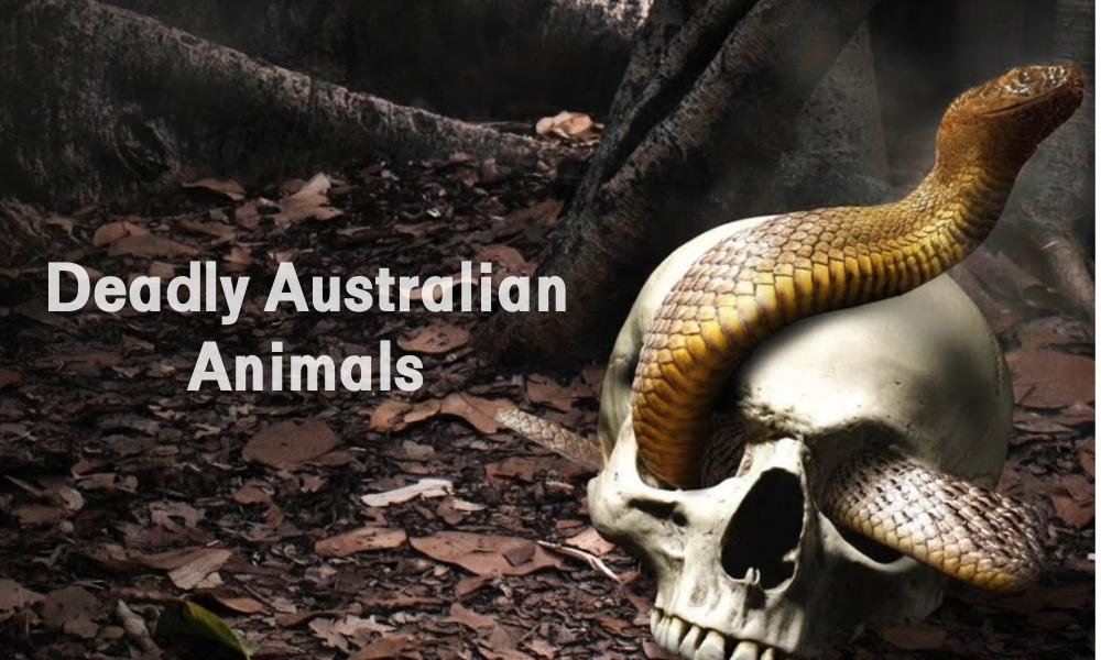Deadly Australian Animals