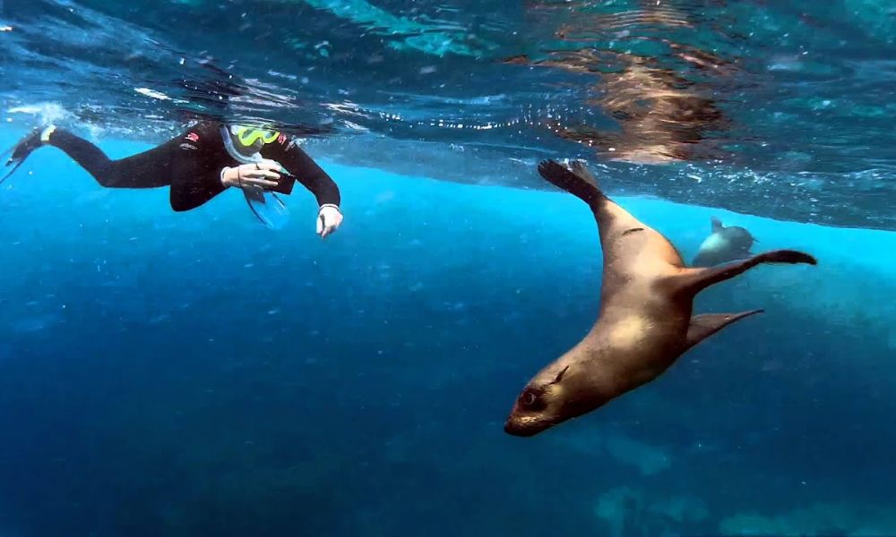 Swimming with Seals in Narooma