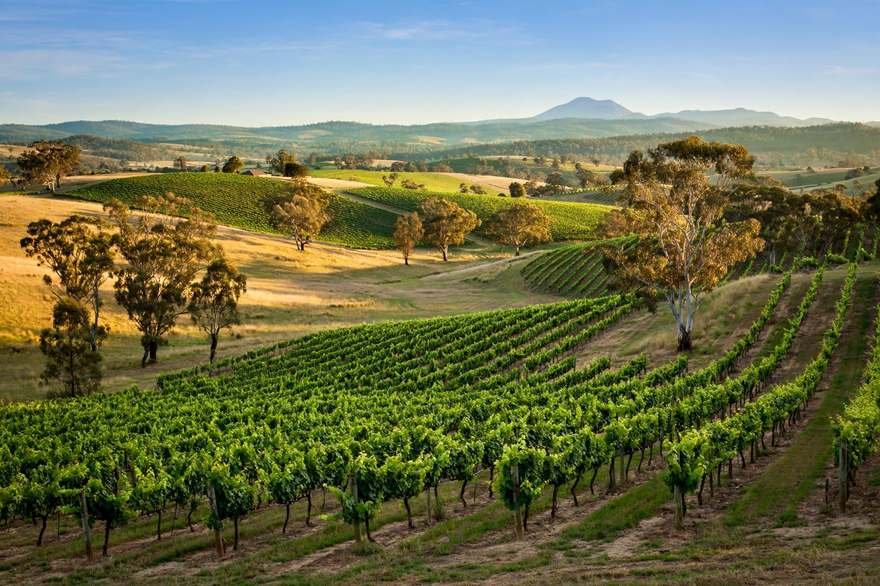 Vineyards near Orange NSW