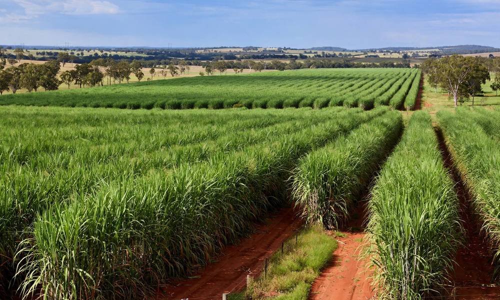 Sugar cane fields near Bundaberg in Queensland