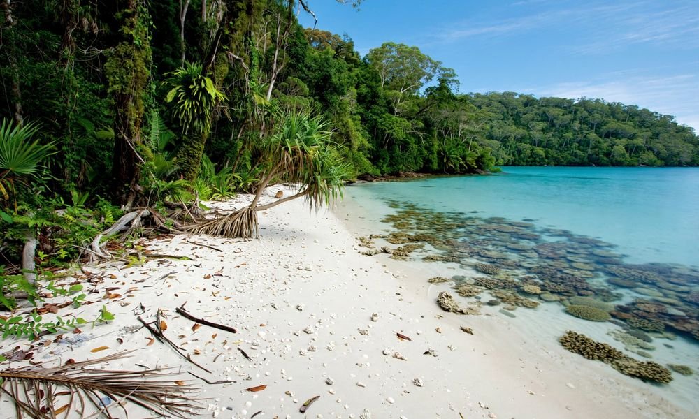 Rainforest meeting the beach at Cape Tribulation, Daintree