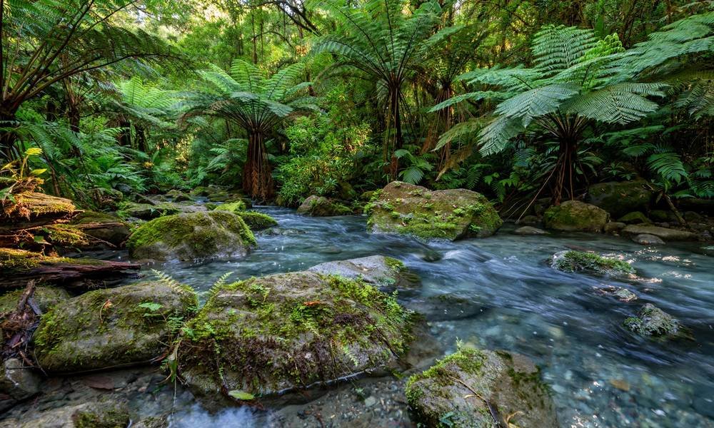 Clear creek running through the Daintree rainforest in Queensland