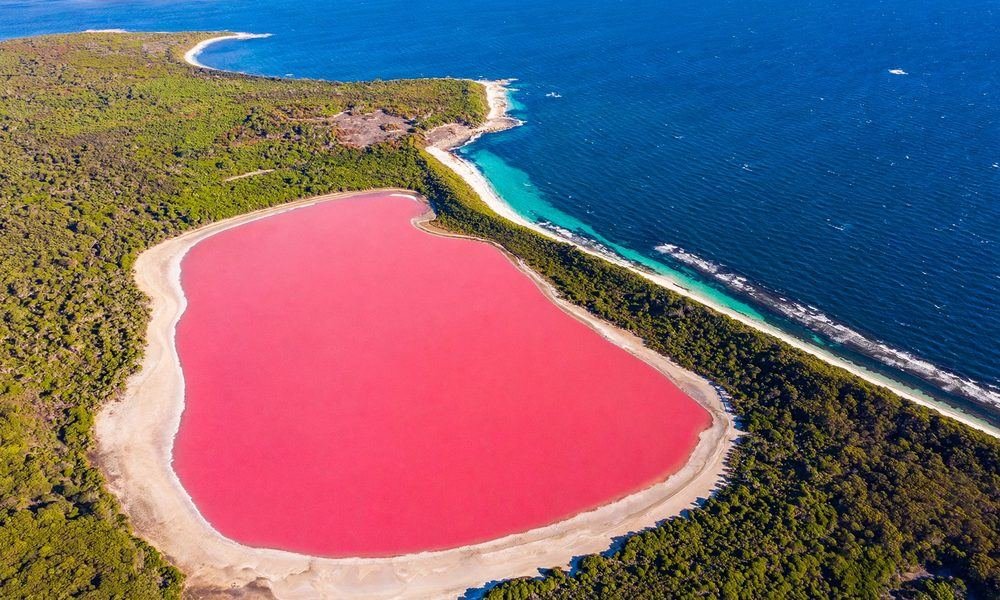 Aerial view of the bright pink Lake Hillier surrounded by green bushland and blue ocean on Middle Island off Esperance