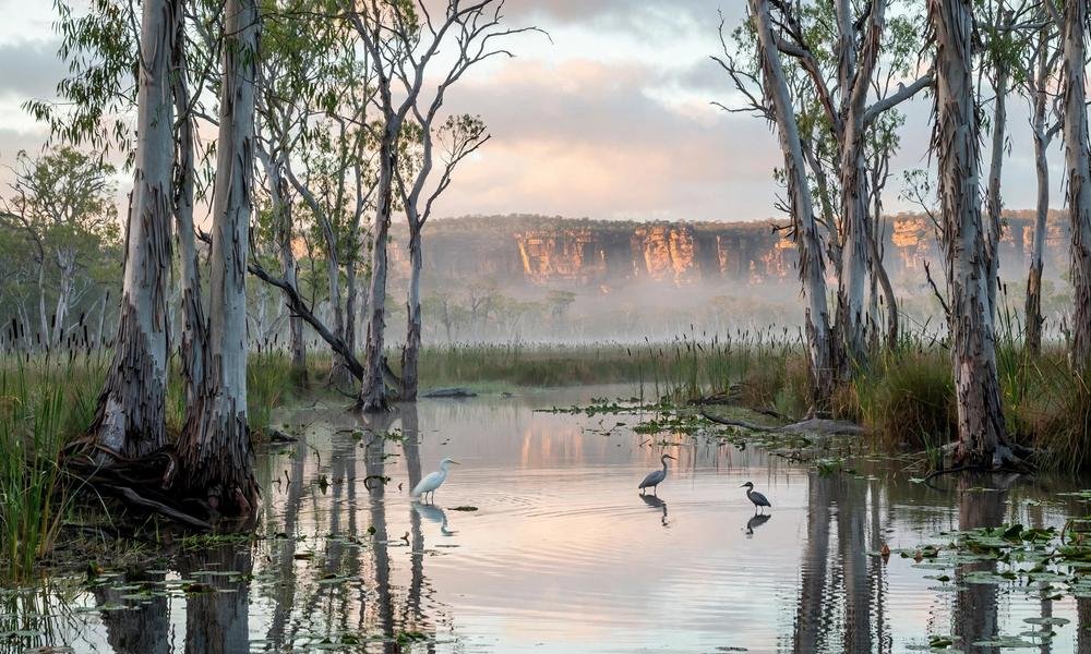 Wetlands and escarpment in Kakadu National Park in the Northern Territory