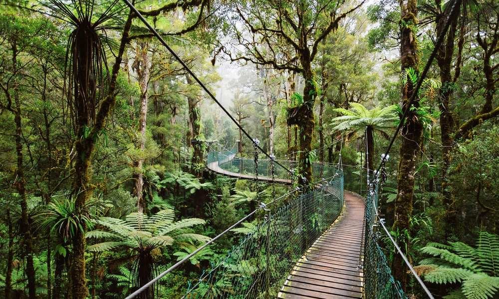 Elevated walkway winding through rainforest canopy at O'Reilly's Tree Top Walk, Lamington National Park