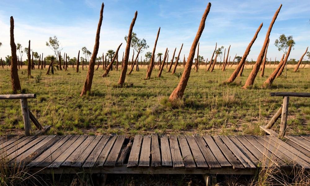Tall thin magnetic termite mounds leaning in the same direction in a grassy field in Litchfield National Park